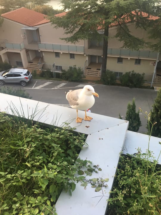 Zimmer Maistra Select Belvedere Resort