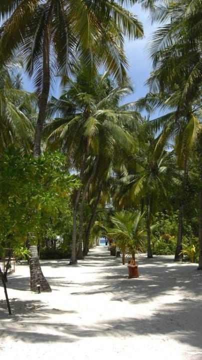 Palmen-Allee NAKAI Maayafushi Resort