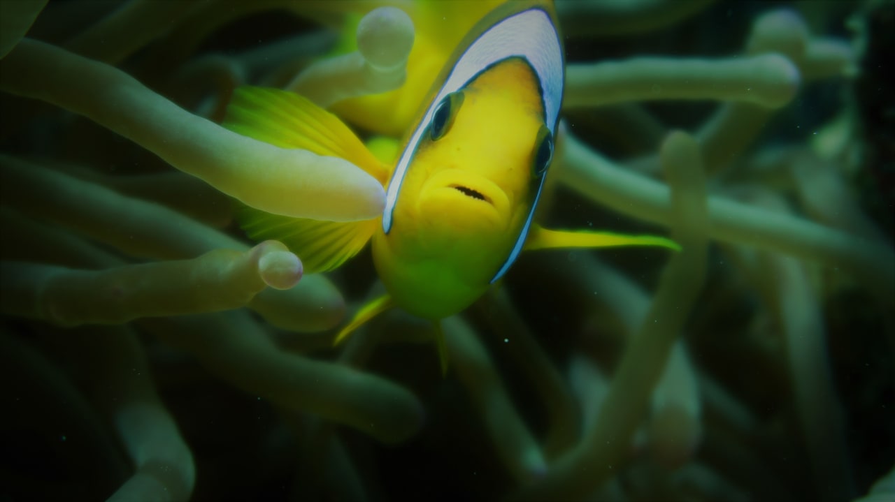 Sport & Freizeit Hotel Coral Garden