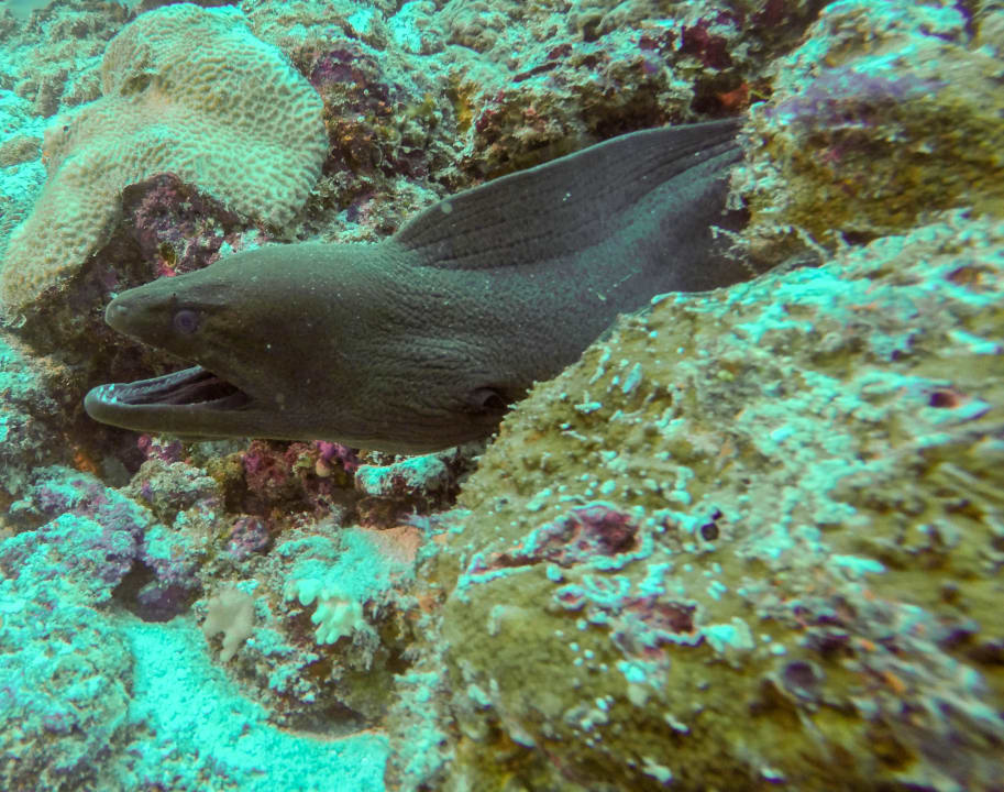 Tauchen Kuredu Island Resort & Spa