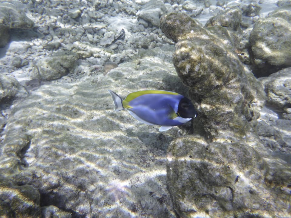 Sport & Freizeit Vilamendhoo Island Resort & Spa