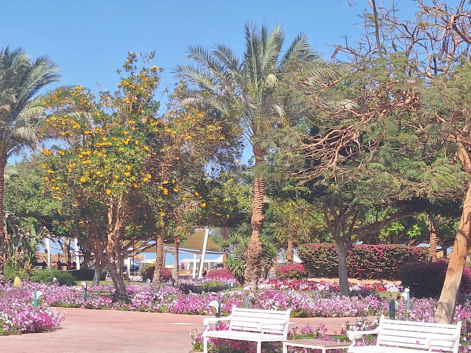Gartenanlage Desert Rose