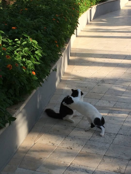 Aydinbey Kings Palace & Spa  Aydinbey Kings Palace & Spa