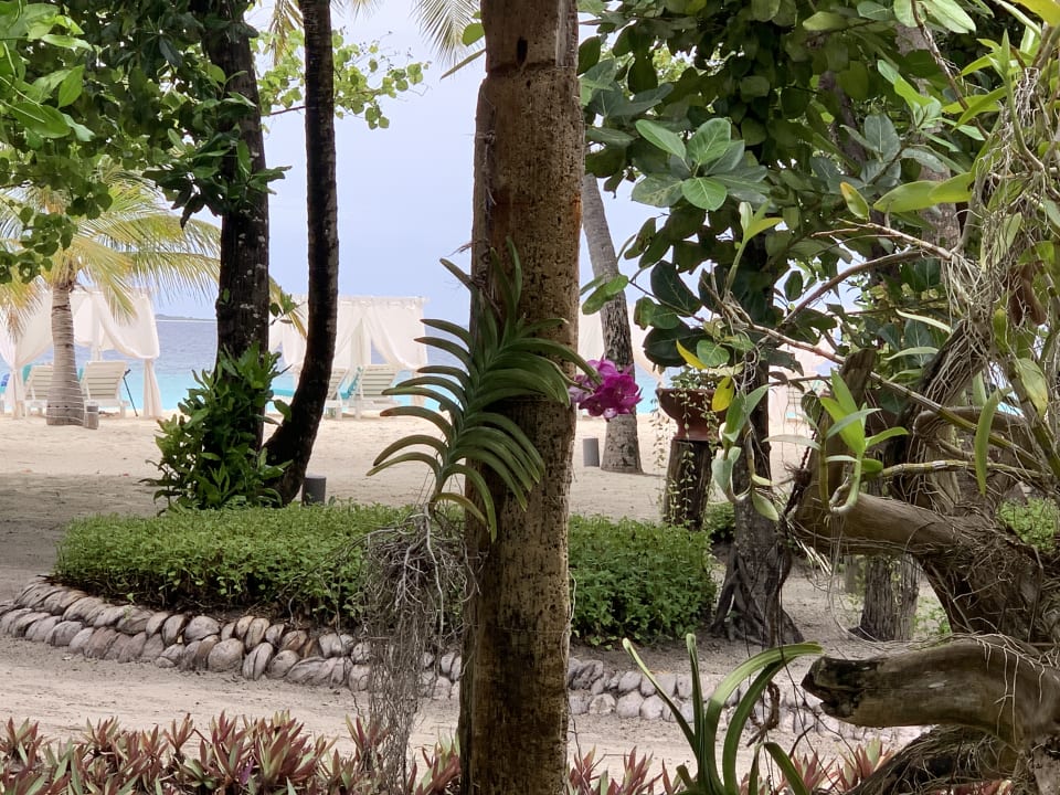 Gartenanlage Adaaran Select Meedhupparu Island Resort - Premium All Inclusive