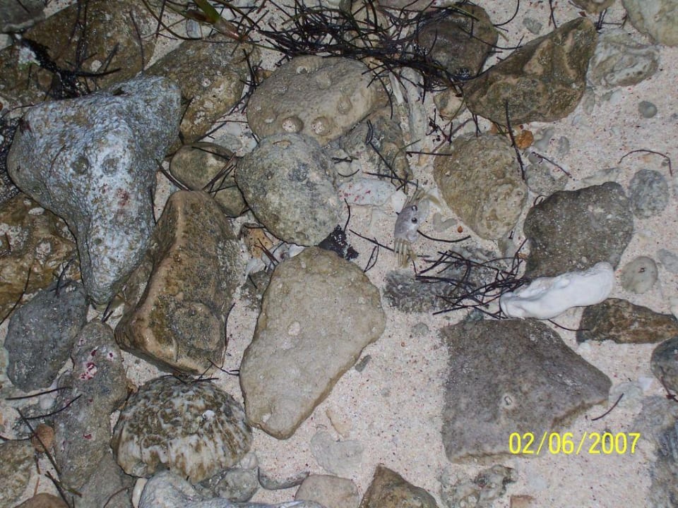 Krebs der Strandbewohner Akumal Bay Beach & Wellness Resort