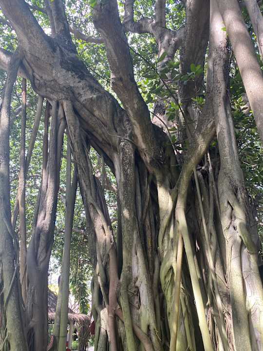 Gartenanlage Adaaran Select Hudhuran Fushi - Premium All Inclusive