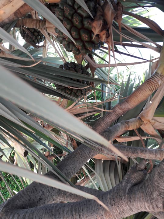 Palme mit Zapfen Bull Costa Canaria & Spa - Adults only