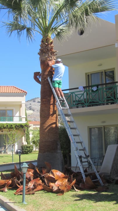 Pflege der Palmen Lindos Princess Beach Resort & Spa