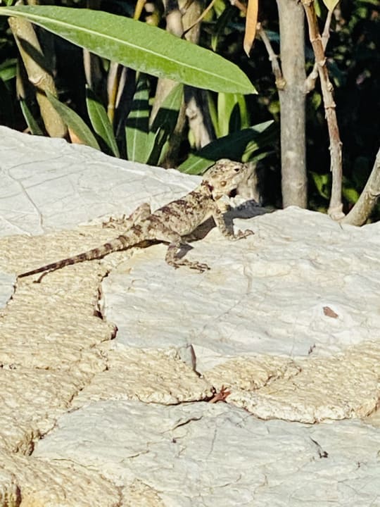 Sonstiges Hotel Kalithea Horizon Royal