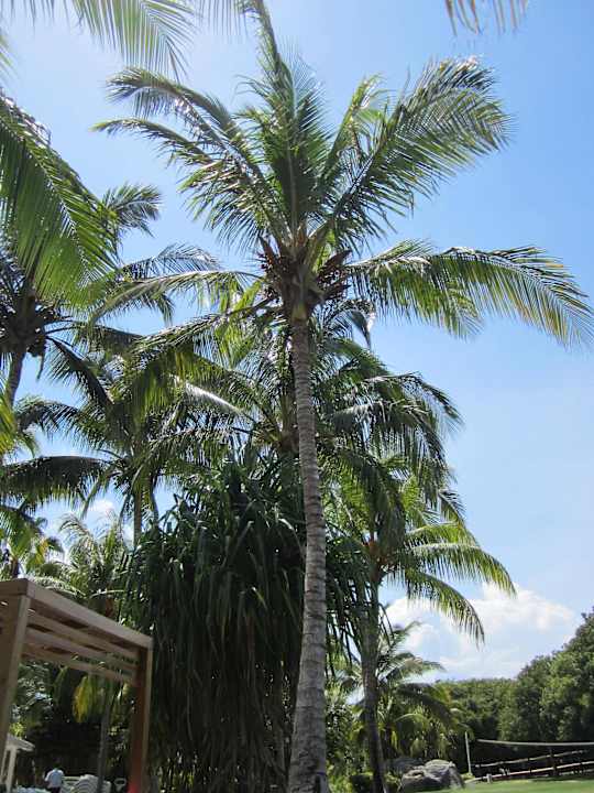 Garten Royalton Hicacos Resort & Spa - Adults only