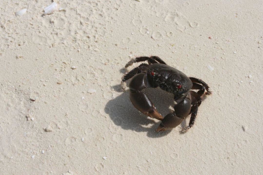 Hallo Kuredu Island Resort & Spa