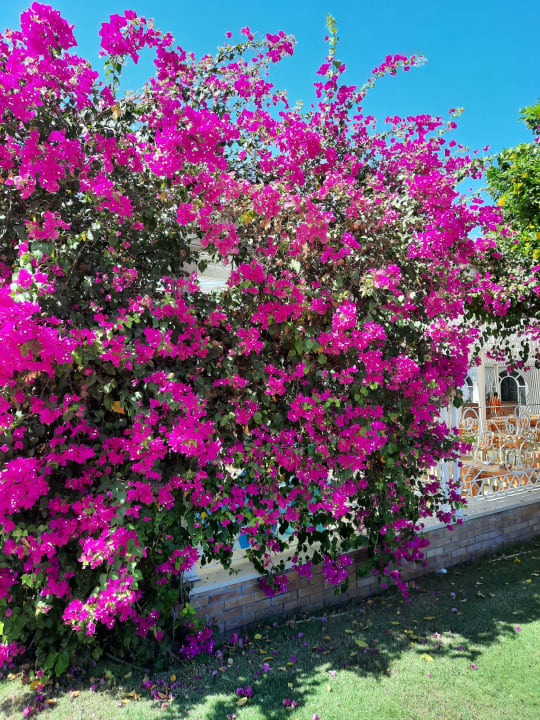 Außenansicht Desert Rose