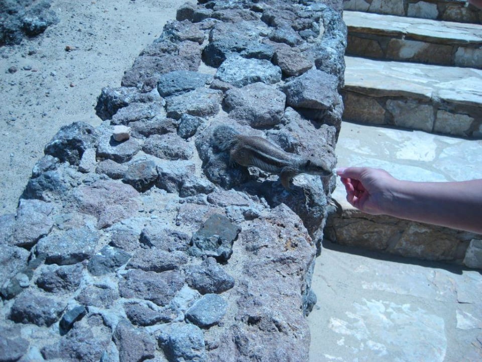 Lustige Nager! R2 Pajara Beach