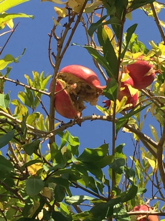 Granatapfel Fodele Beach & Water Park Holiday Resort