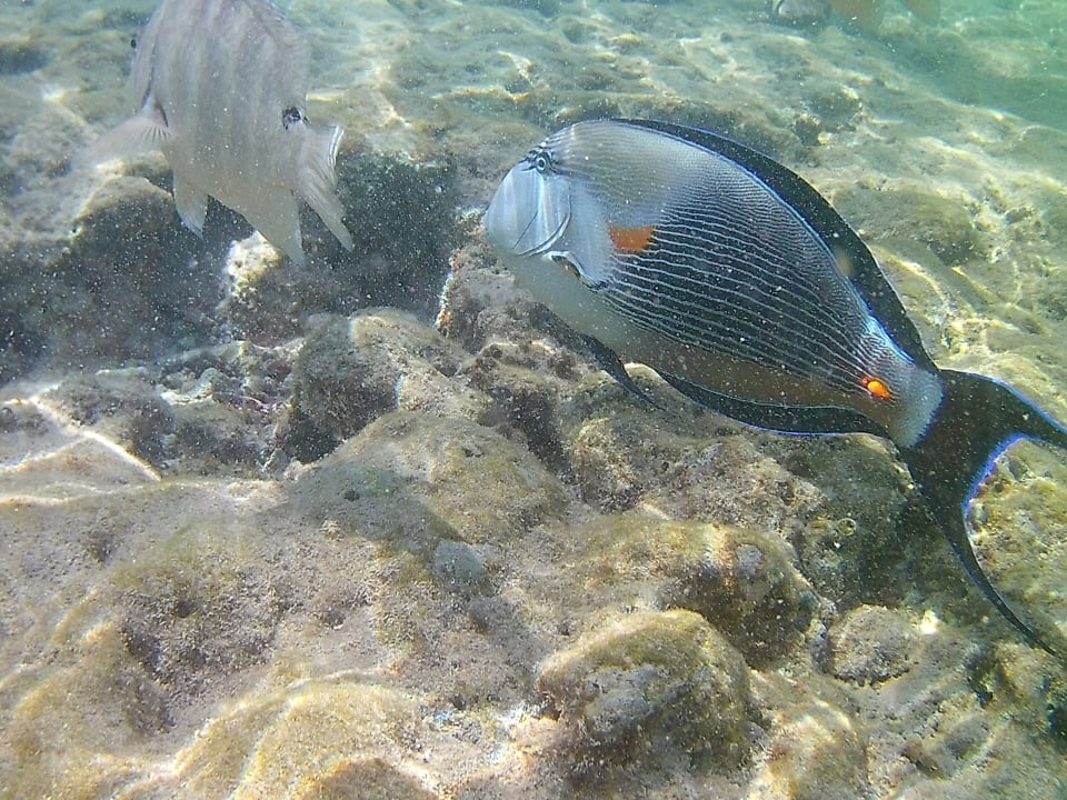 Sport & Freizeit Pickalbatros Citadel Resort