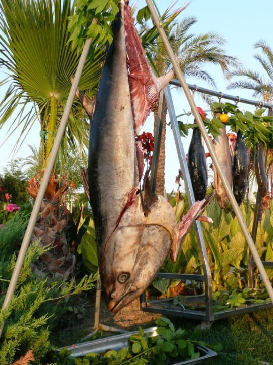 Gala Abend Trendy Aspendos Beach Hotel