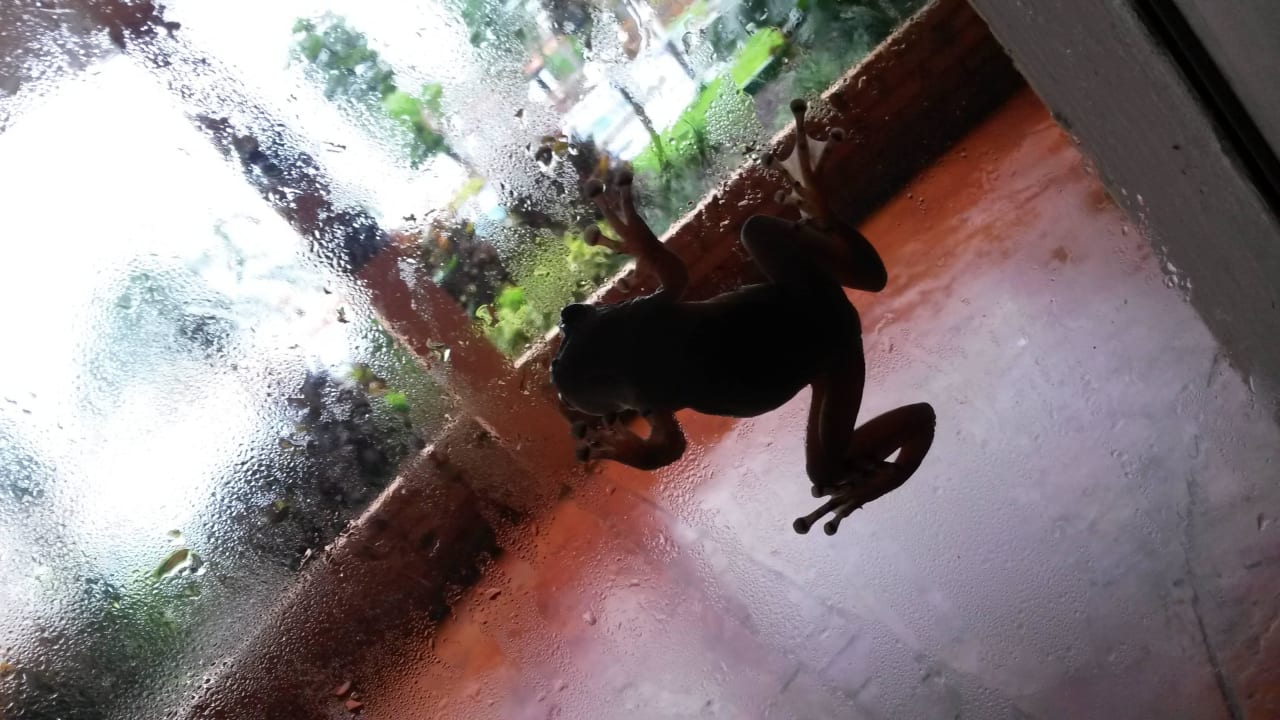 Frosch am Fenster vom Frühstücksrestaurant Hotel Dolphin Beach Resort