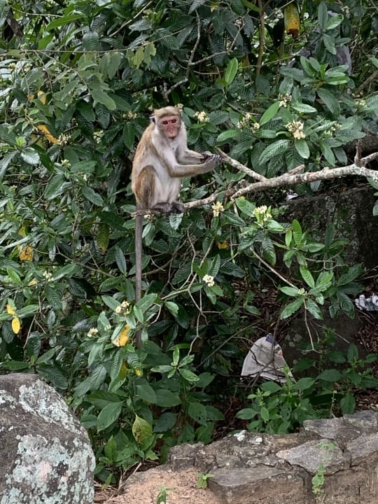 Gartenanlage Habarana Village by Cinnamon