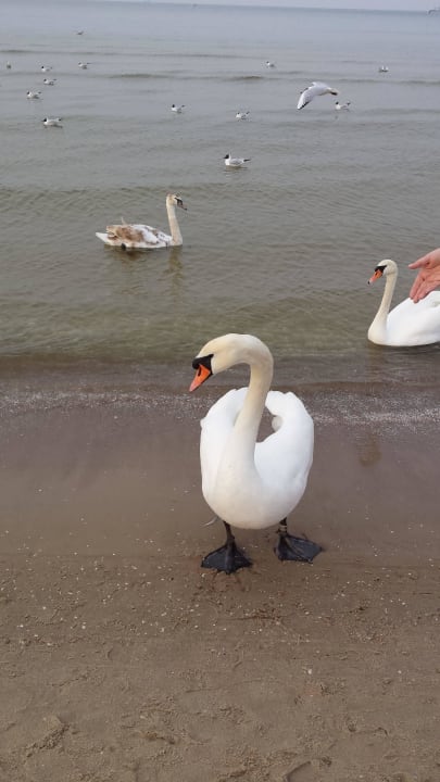 Schwäne am Strand Hotel Cis