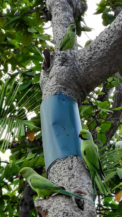 Gartenanlage Embudu Village