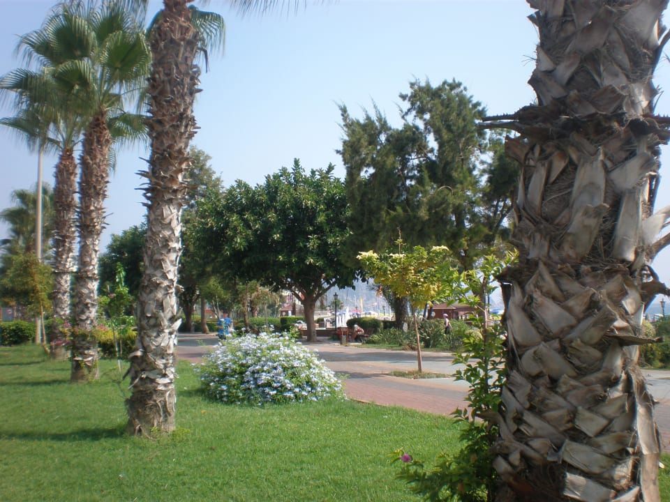 Promenada Hotel Kleopatra Royal Palm
