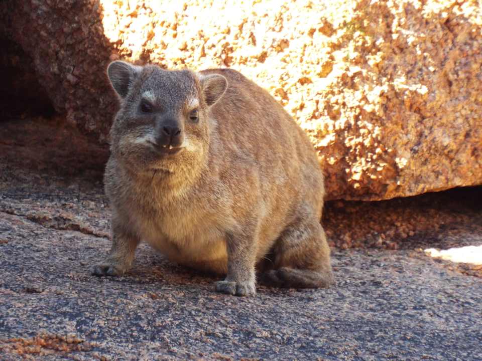 Klippschliefer zwischen den Felsen Koiimasis Ranch
