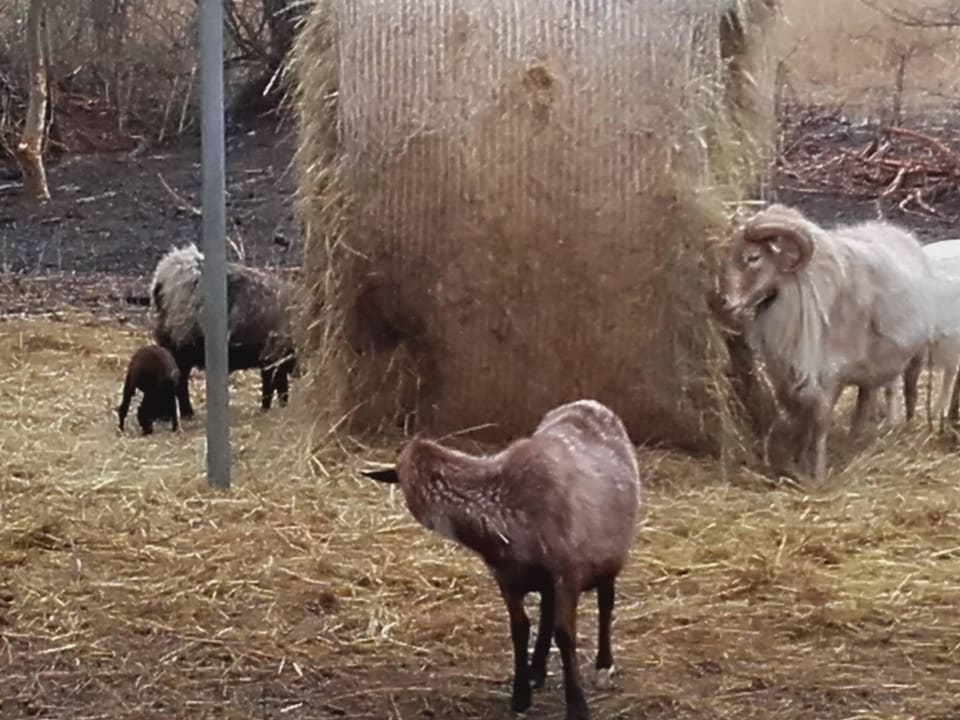 Streichelzoo Ferienresort Möwenort