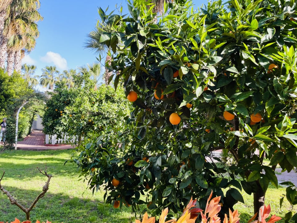 Gartenanlage Hane Family Resort