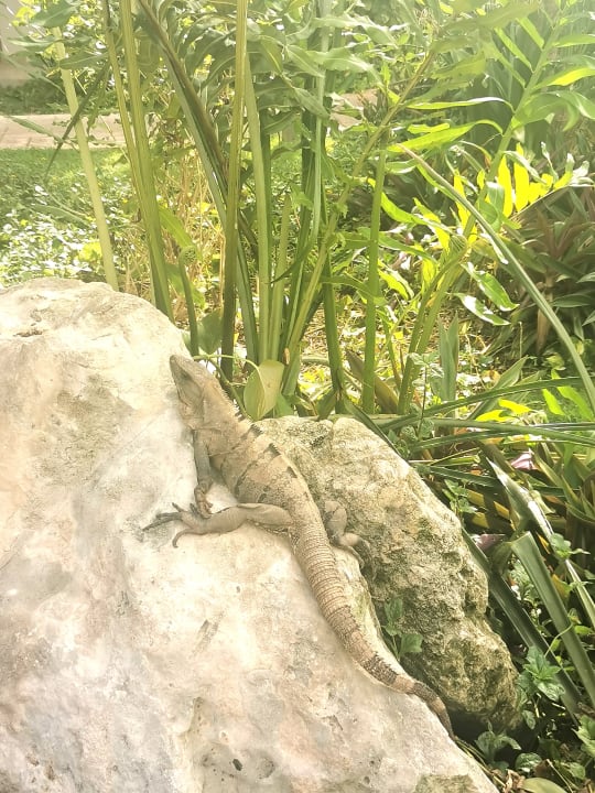 Gartenanlage Bahia Principe Grand Tulum