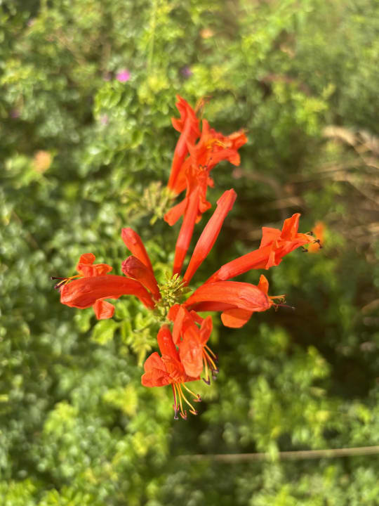 Sonstiges Steigenberger Coraya Beach - Adults only