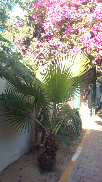 Gartenanlage Hotel Nesrine