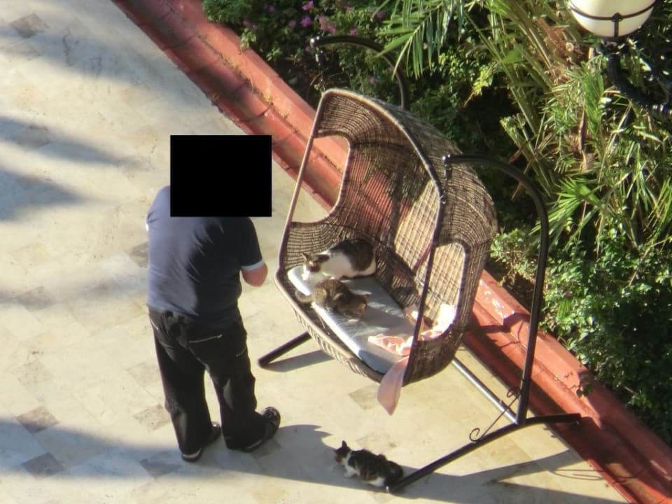 Katzen werden auf Sitzkissen gefüttert Hotel Delphin Imperial