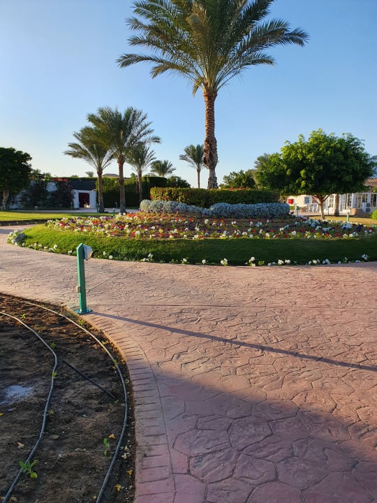 Gartenanlage Desert Rose