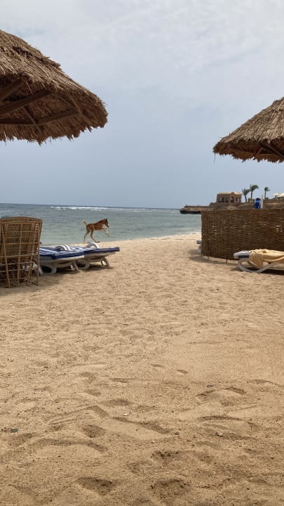 Strand Mövenpick Resort El Quseir