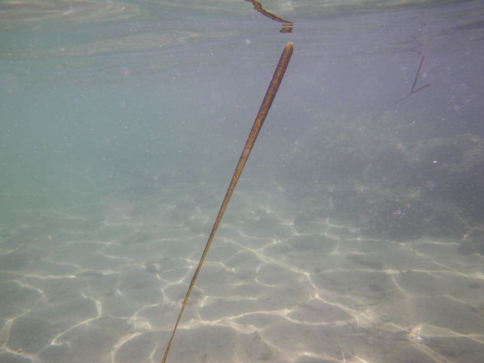 Трава в море Hotel Elite Bodrum