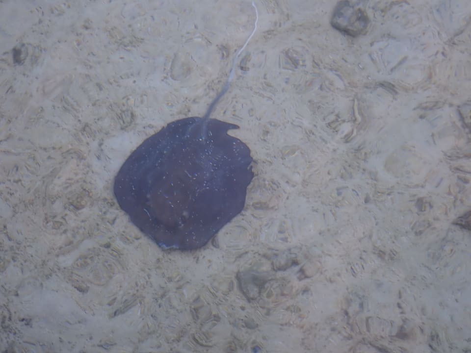 Sport & Freizeit Centara Ras Fushi Resort & Spa Maldives