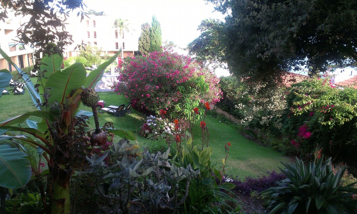 Roślinki Hotel Dom Pedro Garajau