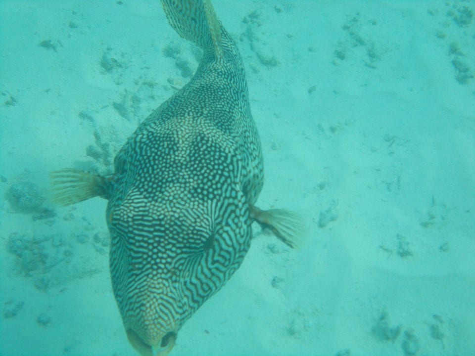 Am Hausriff Summer Island Maldives