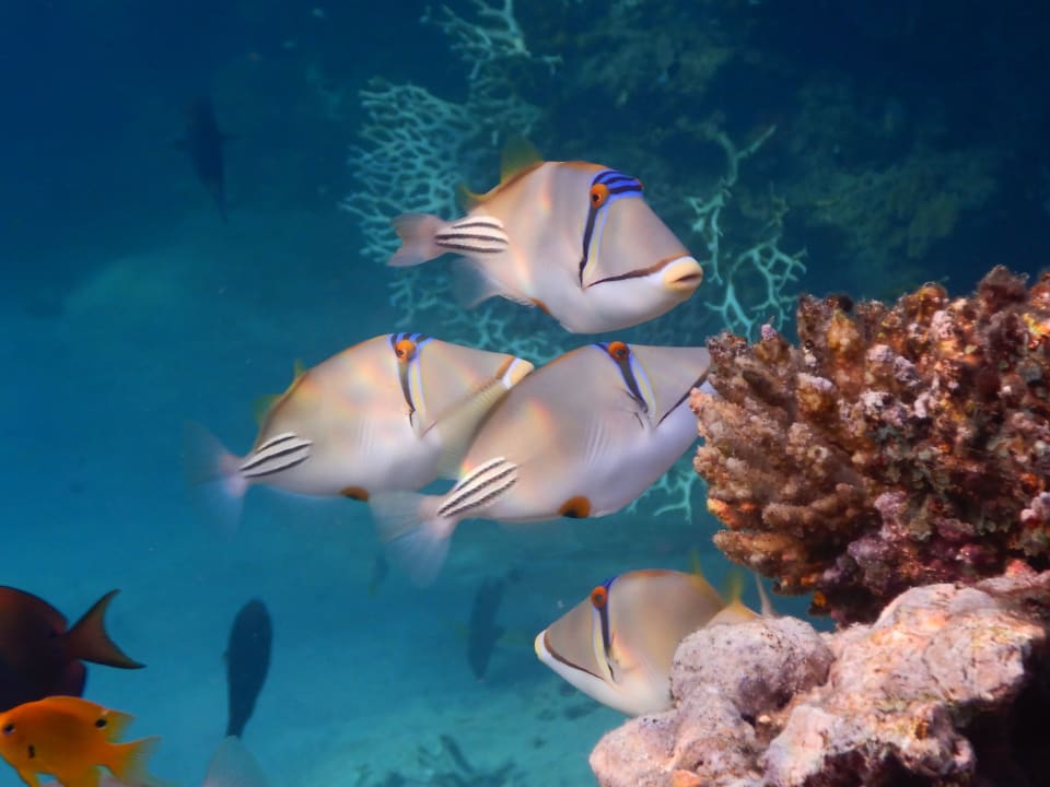 Sport & Freizeit Shams Alam Beach Resort