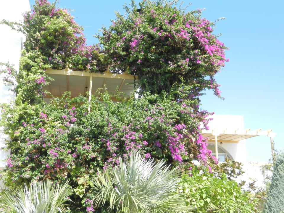 Ist das eine Flora Mastichari Bay Hotel