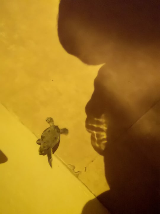 Sonstiges Akumal Bay Beach & Wellness Resort