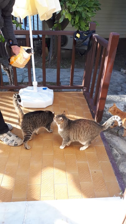 Zimmer Clover Magic Nova Beach