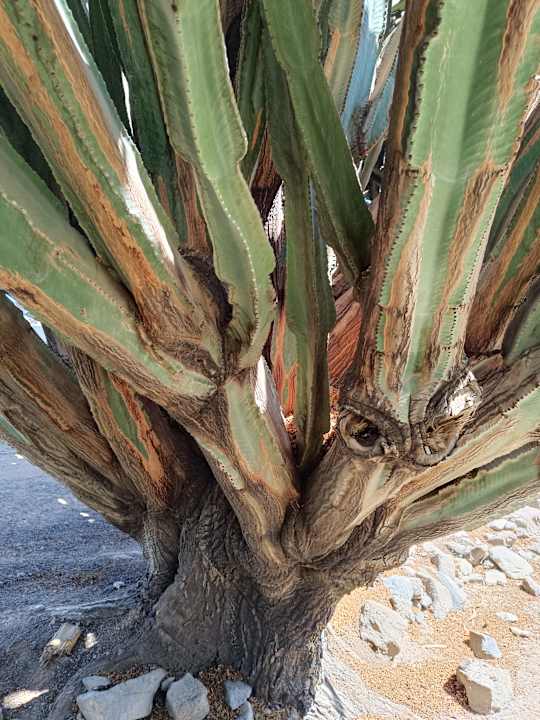 Gartenanlage allsun App.-Hotel Esquinzo Beach