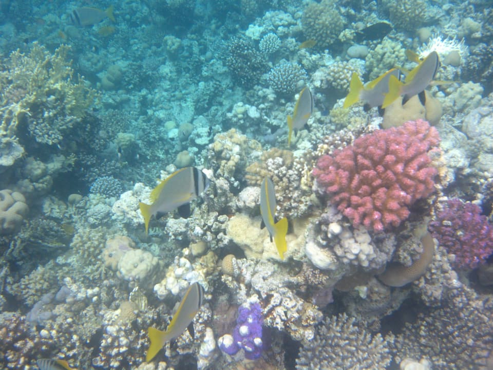 Strand Makadi Spa - Adults only