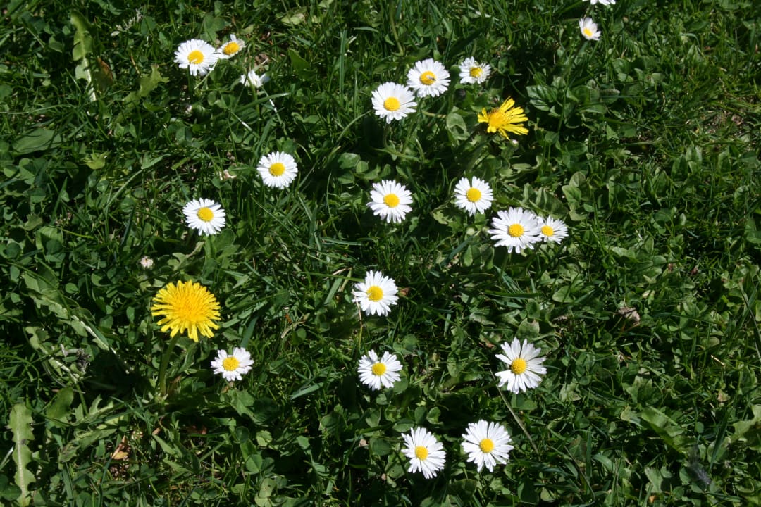 Gartenanlage Urlaub am Bauernhof Hönigshof