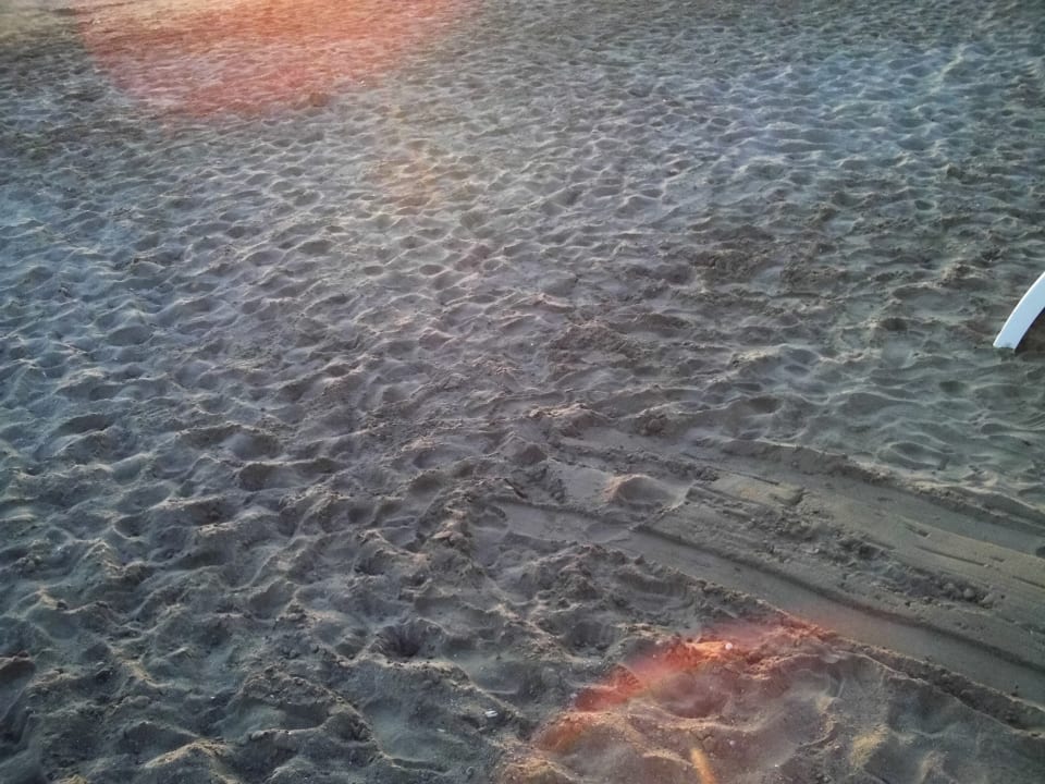 Strand Acanthus Cennet Barut Collection