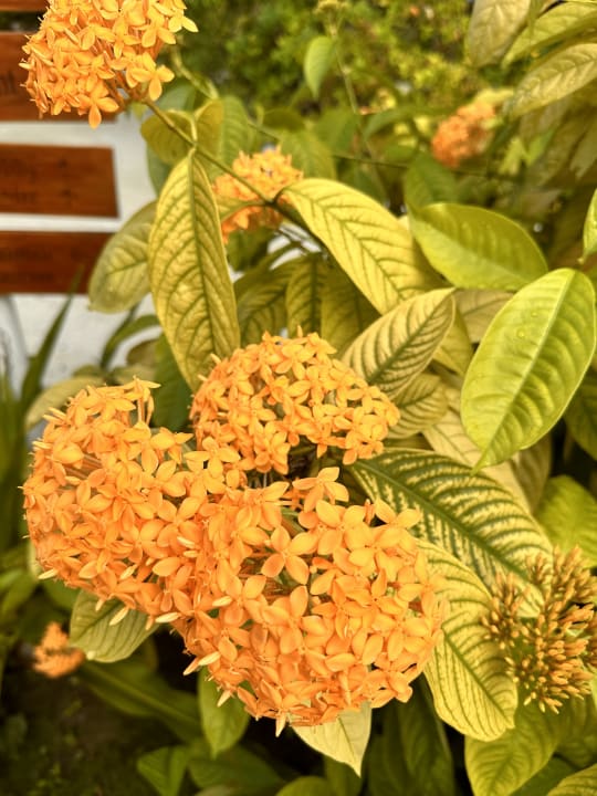 Gartenanlage Centara Ras Fushi Resort & Spa Maldives