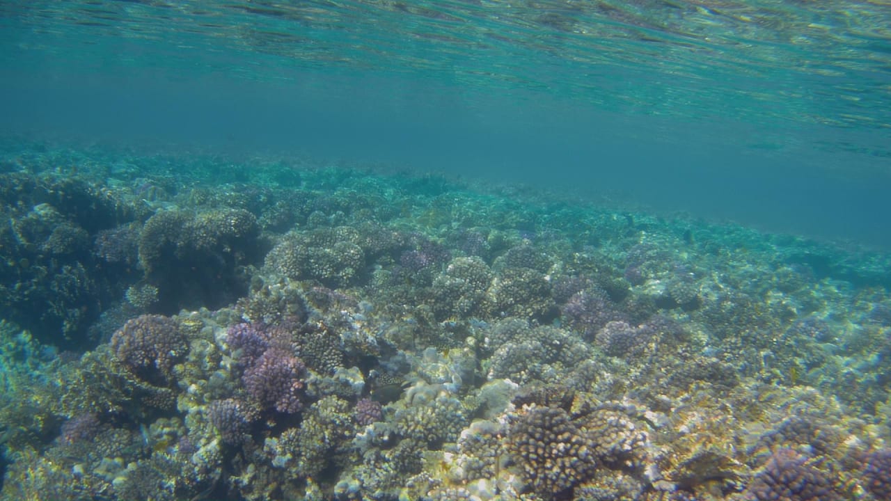 Sport & Freizeit Hotel Gorgonia Beach Resort