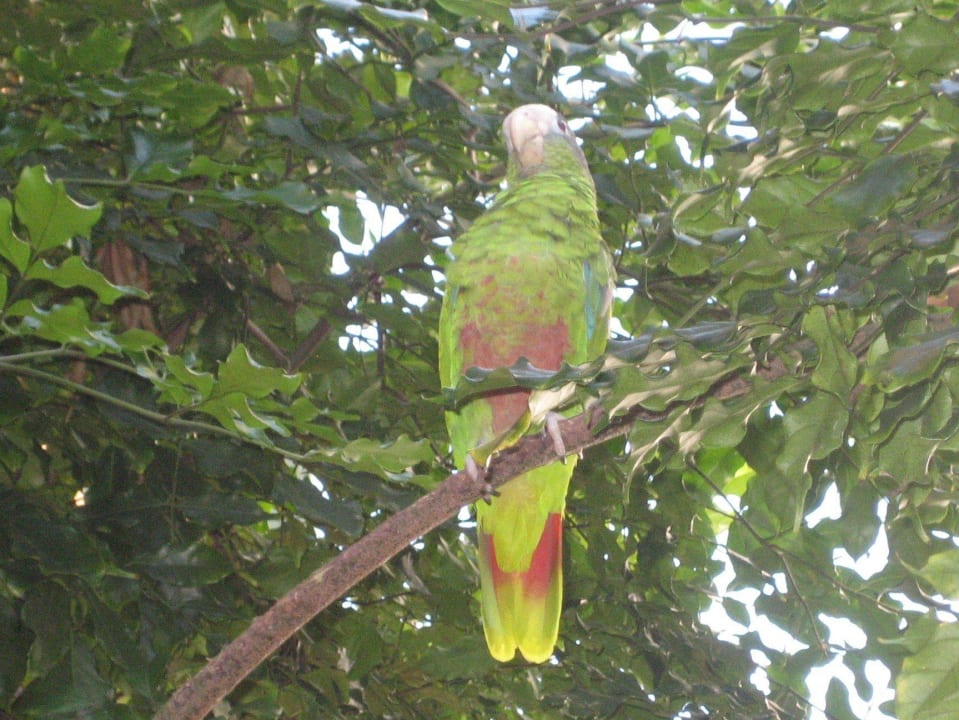 Hotelpapagei George whala!boca chica