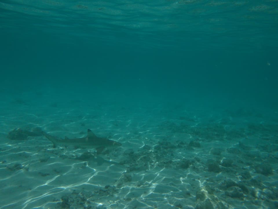 Sport & Freizeit Safari Island Maldives